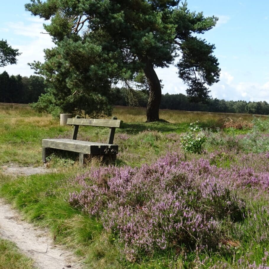 Heide an der Thülsfelder Talsperre / Copyright: Erholungsgebiet Thülsfelder Talsperre e. V.